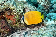 Chaetodon kleinii-Maldives Miyaru kandu-15m-20240427-da-DSC_7345_tn